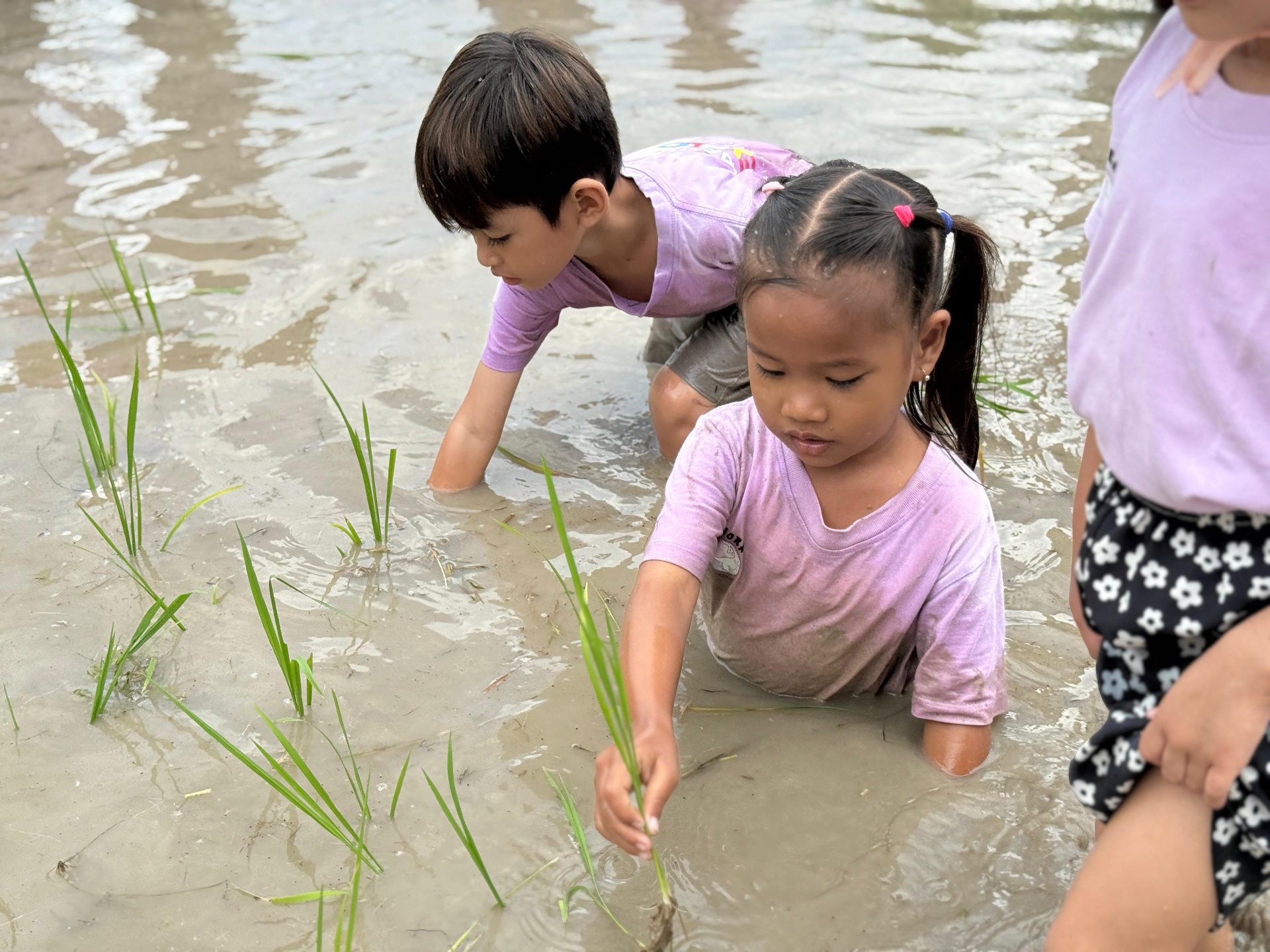 Children planting rice