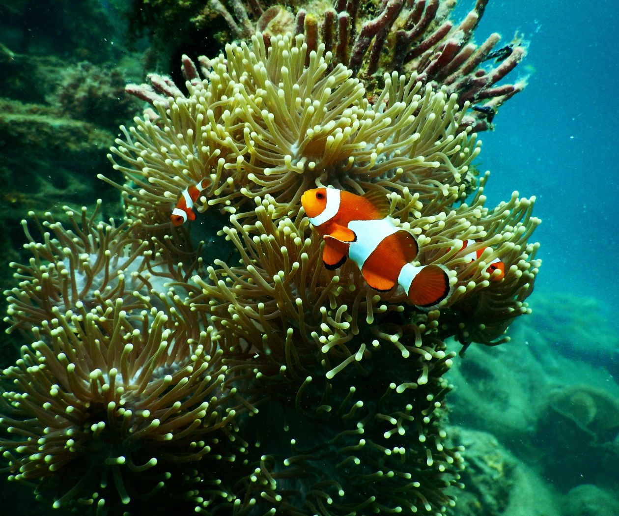 Karimunjawa gallery